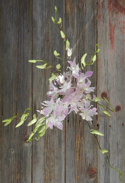 LAVENDER DENDROBIUM ORCHID